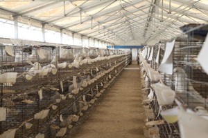 2019养殖肉鸽挣不挣钱，可能和这些有关系？
