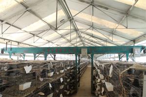 肉鸽养殖行业发展现状如何？