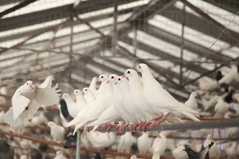 “质量为先”天成鸽业坚持以质取胜促发展