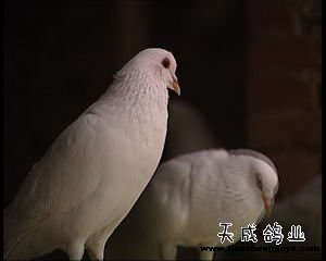 致富好项目_致富经_致富网