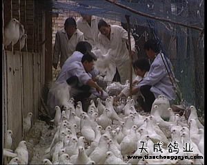 致富经_致富好项目_致富网
