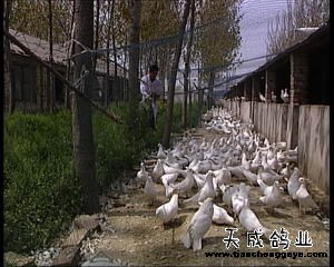 致富好项目_致富网_致富经