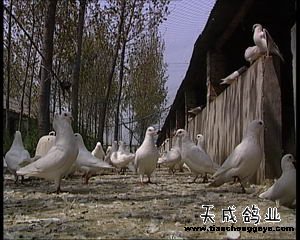 致富网_致富经_致富好项目