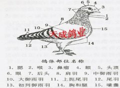 鸽子的外部形态特征