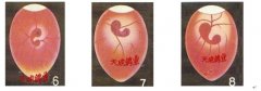 肉鸽胚胎6-11日发育图文讲解