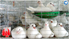肉鸽养殖中的饲养管理技术
