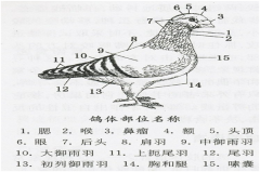 肉鸽鸽体部位精准剖析