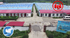 来天成鸽业购种——赢在起步，决胜于未来