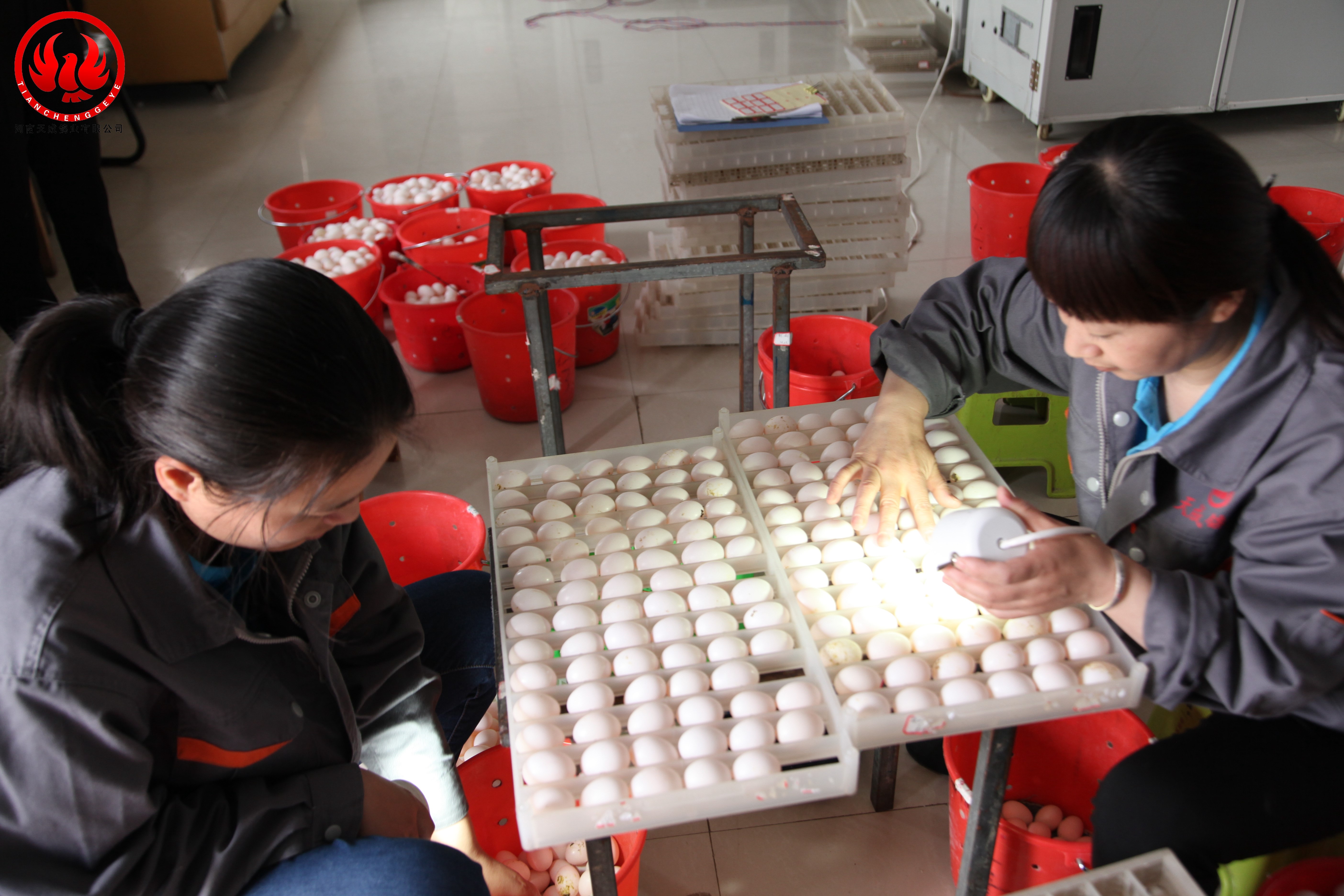 客户学习肉鸽养殖技术