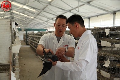 农科院专家在种鸽生产车间检查指导育种工作