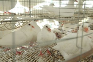 养殖肉鸽笼具设备应该怎样选？