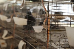 肉鸽养殖户要怎样才能养好鸽子？