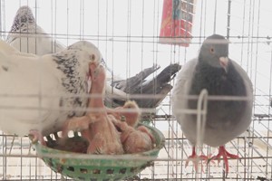大型专业育种企业的种鸽是怎养培育的？