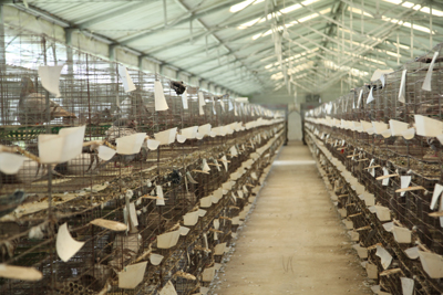 养鸽必读,鸽子养殖过程中容易出现的疾病与防治