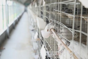 肉鸽养殖饮水设备该怎么选择？