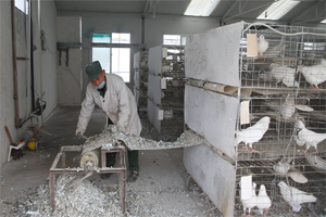 肉鸽养殖场清粪设备怎么选择？