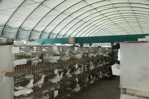 养殖鸽子需要什么条件？