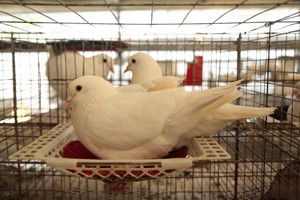 养殖鸽子需要什么条件？