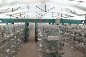 肉鸽养殖基地是怎样养殖鸽子的？