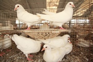 肉鸽养殖业为何成为发家致富的新宠