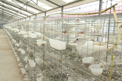 肉鸽养殖安全过夏，你准备好了吗？
