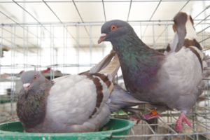 繁殖性较好的肉鸽品种有哪些？