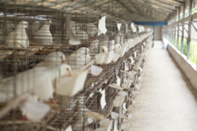 肉鸽养殖政府有扶持和补贴吗？
