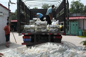 天成鸽业育种很专业，引种来天成鸽业真的对了，河南新郑客户引购天成王鸽2000只