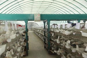 肉鸽养殖发展趋势—减少人工，发展绿色养殖！