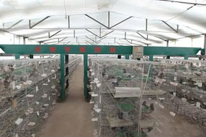 简单实用的肉鸽养殖设备都有啥？