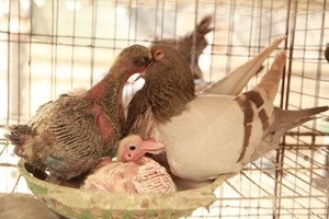 生产种鸽为什么不能散养？