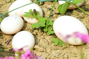 蛋鸽的养殖利润分析