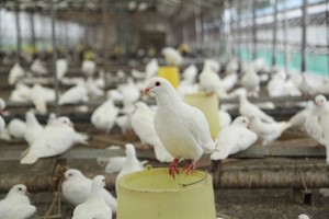 青年鸽棚还能这样搭？