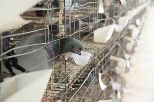 肉鸽养殖夏季管理要求