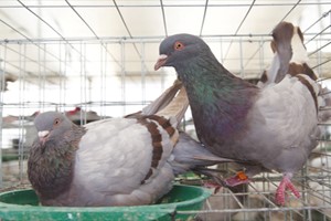 白羽王鸽和银王鸽在市场上那种受欢迎？
