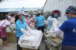 恭喜河南驻马店客户引购——种鸽1000只