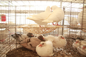 肉鸽养殖这样做，还能增加种鸽利用年限？