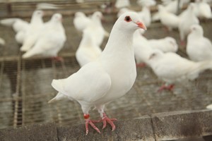 肉鸽年龄的鉴别方法