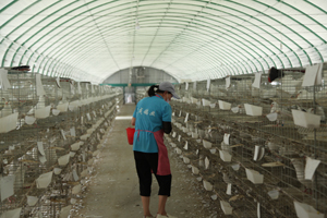 鸽子养殖合作新模式有哪些？
