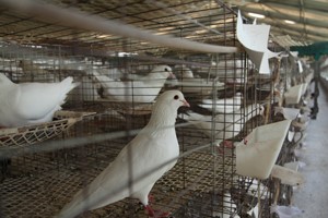 2019养殖鸽子有哪些优势？