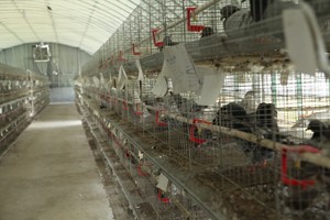 肉鸽养殖效益如何？