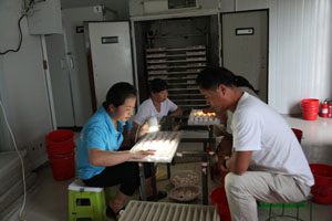 肉鸽养殖行业行情较好，市场空间大