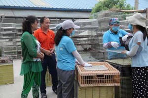 4000羽种鸽在湖南“安家落户”啦