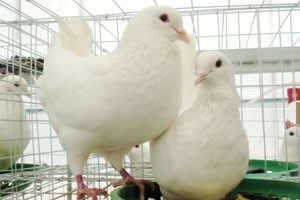 养殖肉鸽前期都要准备什么？