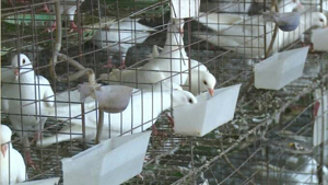 传统肉鸽养殖法的优缺点有哪些？