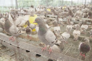 肉鸽养殖的鸽舍种类有哪些？