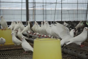 养殖肉鸽日粮需要啥营养？