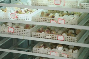 肉鸽养殖人工孵化的操作流程是什么？