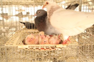 新配对生产种鸽管理的注意事项有哪些？