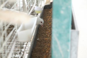 肉鸽养殖日常饲养的技术要点